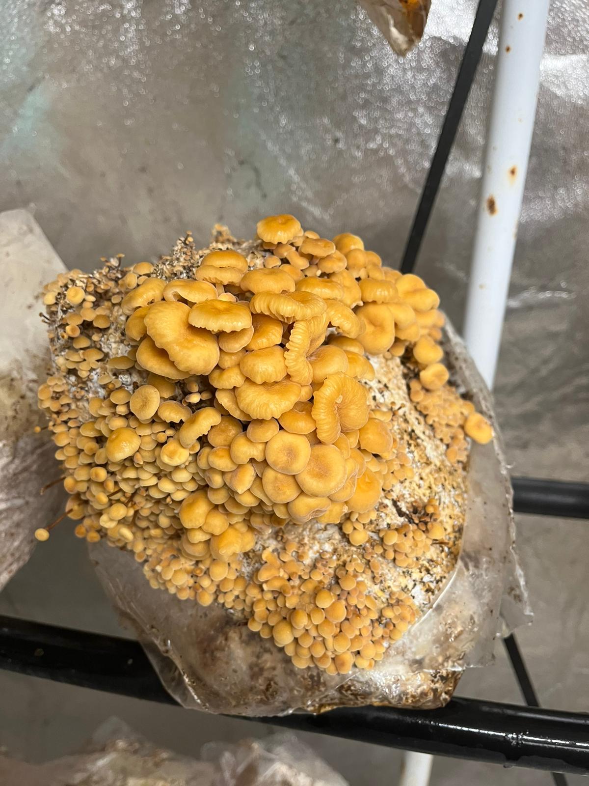 Golden enoki
