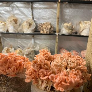 Pink Oyster Mushrooms