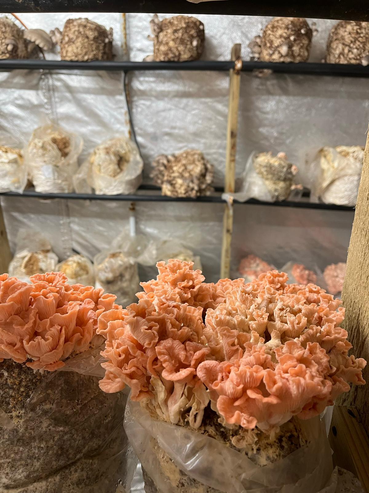 Pink Oyster Mushrooms