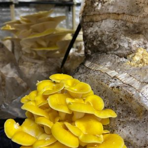 Yellow Oyster